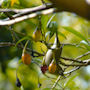 Backyard Biodiversity Photograph of a Silvereye bird