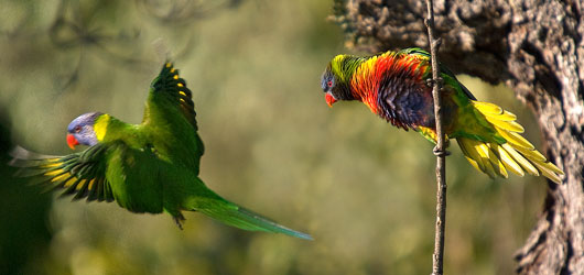 Bushland and biodiversity