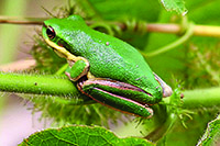 Eastern Dwarf Treefrog