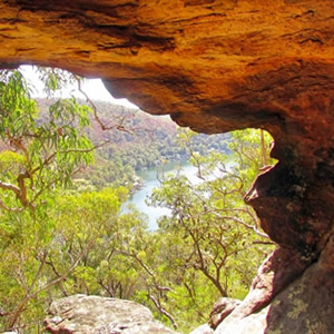Bushland Window