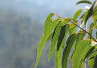 Leaves of Yellow Bloodwood tree