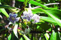 Mangrove Boobiala flower