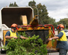 Tree removal