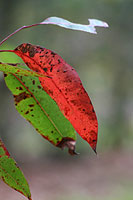 Eucalyptus tree leaves