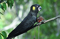 Yellow tailed Cockatoo