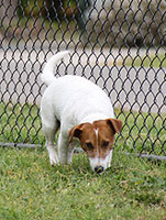 Dawson Ave off-leash area