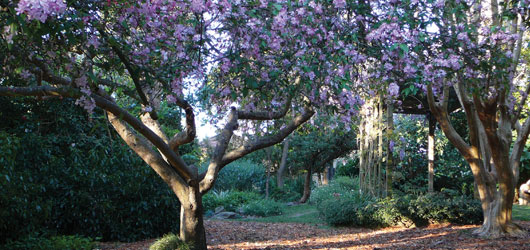 Lilian Fraser Garden