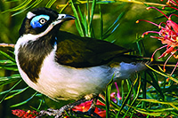Blue Faced Honeyeater