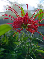 Grevillea