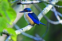 Sacred Kingfisher