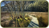Boardwalk at Crosslands - photo by Francis Keogh