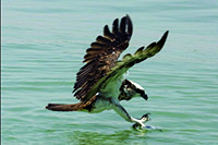 Eastern Osprey