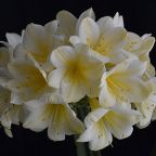 2017 NSW Clivia Flower Show 2017 NSW Clivia Flower Show