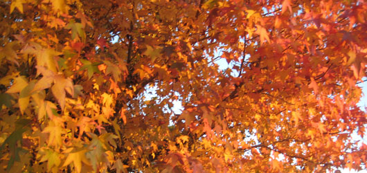 Tree management