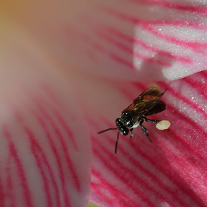 Native Bees Talk