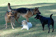 Dogs at Rofe off leash, Galston Rd Hornsby Heights