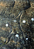 Aboriginal rock engraving