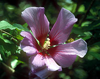 Lilian Fraser flower