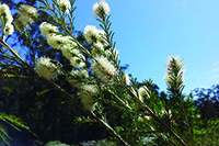 Swamp Paperbark flower