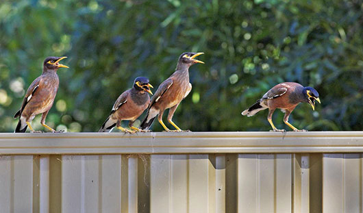 Indian Myna Birds