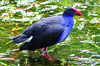 Purple Swamphen