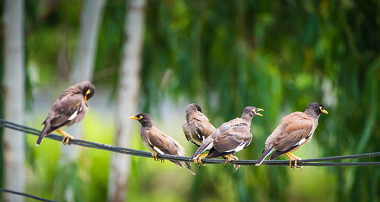 indian-mynah