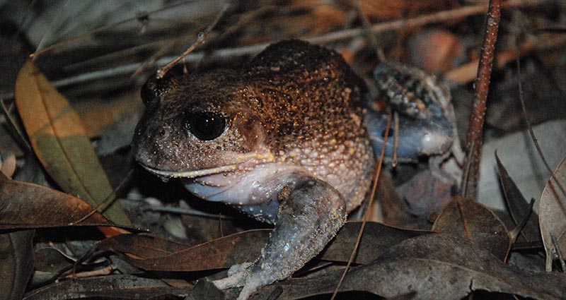 giant burrowing frog