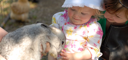 child patting pet rabbit