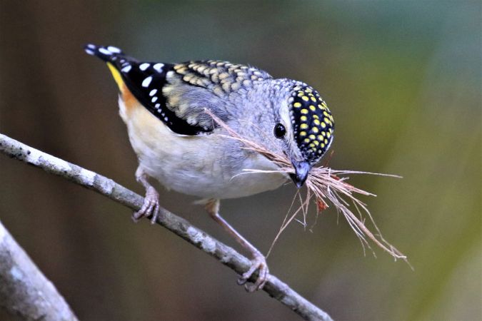 <strong>Spotted pardalote with nesting material - Marie Kobler</strong><p>I watched, mesmerised, as this beautiful female spotted pardalote hopped from one branch to another with nesting material in her bill. She may have seen me as she wouldn’t fly into her nest, a tunnel on the bank of a creek bed, until her partner returned with his bounty, and they both flew in together. I had chanced upon her by taking a few steps off the firetrail at the top of Berowra Valley National Park at Cherrybrook and waiting to see what turned up. I love looking at the amazing detail of these tiny birds. Marie</p>