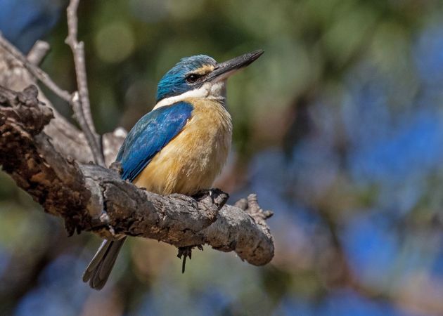 <strong>© Marie Kobler – Sacred Kingfisher</strong><br>There are a few pairs of sacred kingfishers with territories along the Cherrybrook firetrails. In springtime I can hear them calling to each other, which alerts me to their whereabouts. Sometimes you just see a dash of blue as they zoom past. I climbed up off the track, over rocks and fallen tree branches to get this shot.