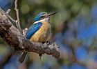 <strong>© Marie Kobler – Sacred Kingfisher</strong><br>There are a few pairs of sacred kingfishers with territories along the Cherrybrook firetrails. In springtime I can hear them calling to each other, which alerts me to their whereabouts. Sometimes you just see a dash of blue as they zoom past. I climbed up off the track, over rocks and fallen tree branches to get this shot.