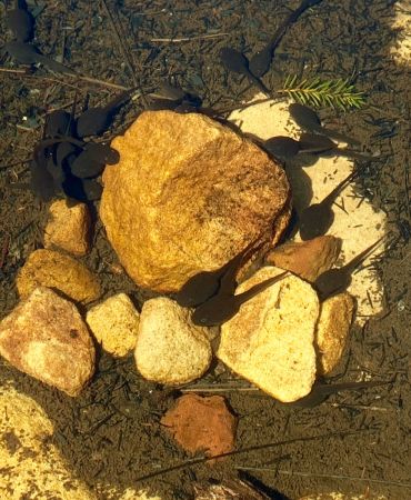 <strong>© Verena Burkhardt – Hanging Swamp, Quarry Road Trail</strong><br>A peaceful place where water features are forever changing, from tiny tadpoles to small frogs.