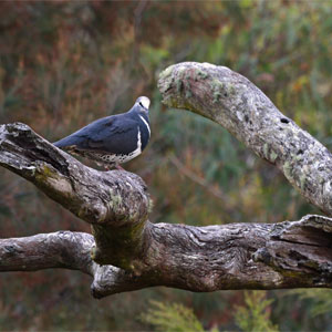Wings, whales & wildflowers bushwalk_photo Elise Maunder