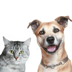 Cat and dog