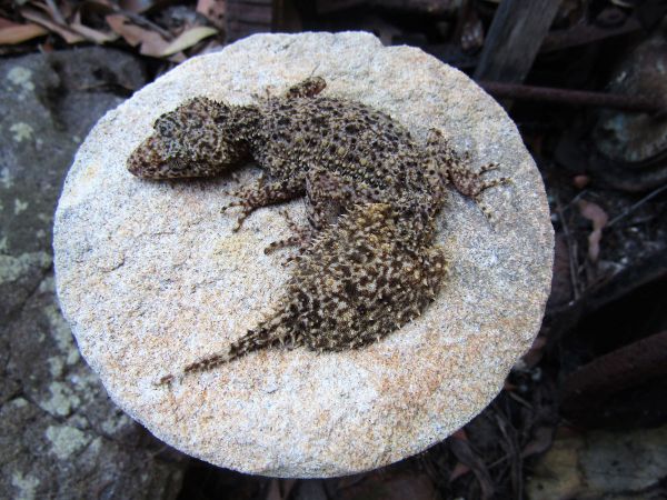<strong>Leaf-tailed gecko by Mick Marr 2021</strong><p>This leaf tailed gecko in our garden thinks it's camouflaged on this sandstone block when it's surrounded by rocks much the same colour as it is. We moved it on, so the birds wouldn't get it.</p>