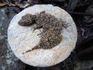 <strong>Leaf-tailed gecko by Mick Marr 2021</strong><p>This leaf tailed gecko in our garden thinks it's camouflaged on this sandstone block when it's surrounded by rocks much the same colour as it is. We moved it on, so the birds wouldn't get it.</p>