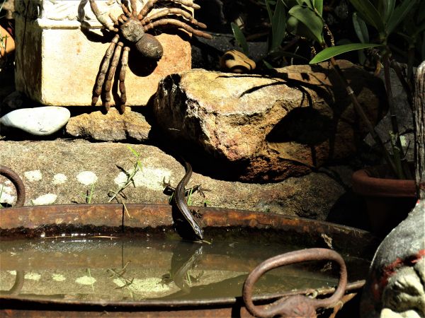 <strong>Gardening for habitat by Janelle Marr 2021</strong><p>This little skink and his friends happily live near our front door and are often seen sunning themselves on the rocks. This day I wondered if he was having a quick drink, or just admiring his reflection in the water. He didn't seem to be bothered by our grandchildren's plastic spider overlooking!</p>