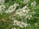 Melaleuca Revolution Green