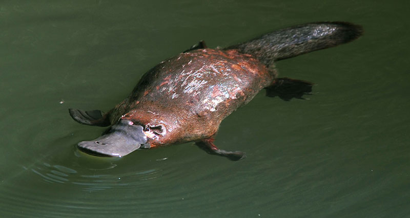 platypus swimming in water