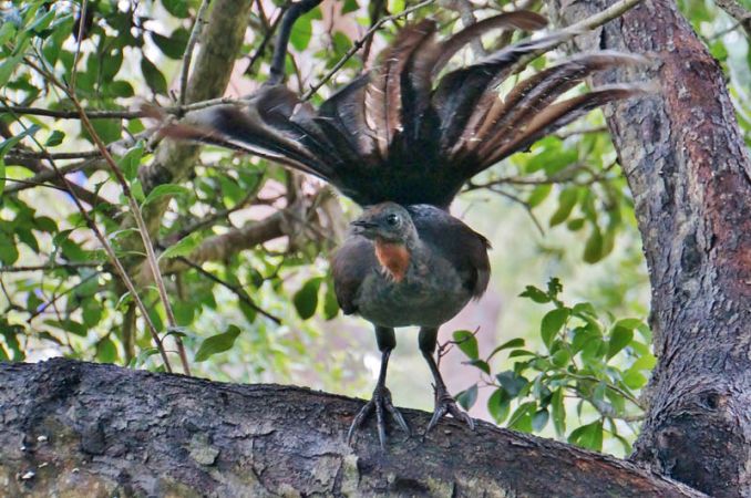 Conospermum longifolium — Friends of Lane Cove NP