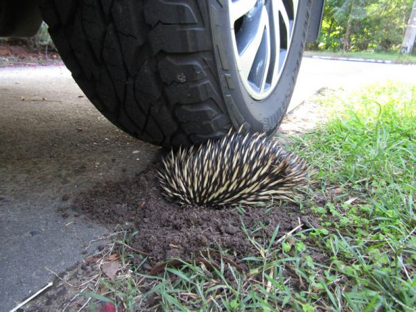 <strong>Living Dangerously Echidna by Janelle Marr</strong>