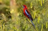 <strong>Crimson rosella on acacia, Cherrybrook fire trail by Marie Kobler</strong>