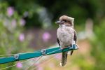 <strong>Hanging out! by Cara Devey</strong>