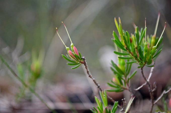 <strong>My rare and vulnerable favorite (Darwinia biflora) by Danny Burkhardt</strong>