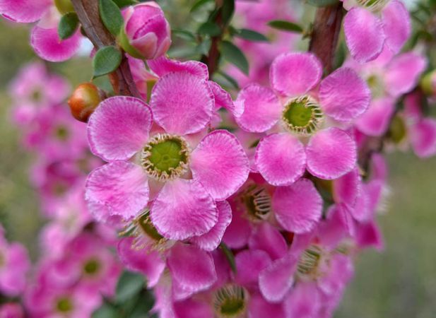 <strong>Peach blossom tea-tree (Leptospermum squarrosum) by Petra Holland</strong>