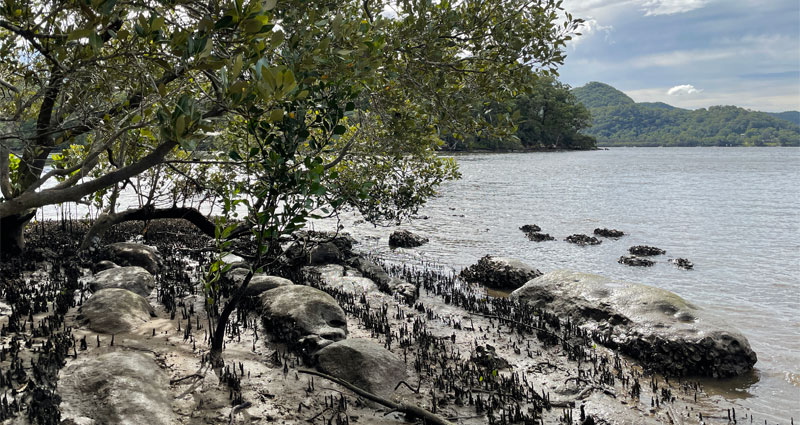 Mangroves