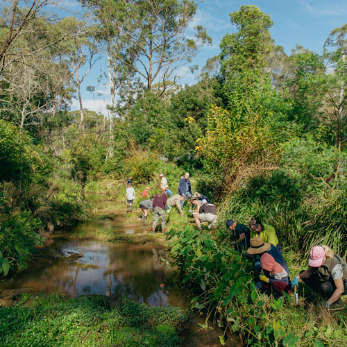 Platypus riparian planting