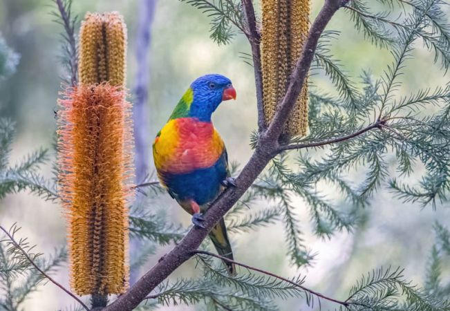 Rainbow lorikeet on banksia by Marie Kobler