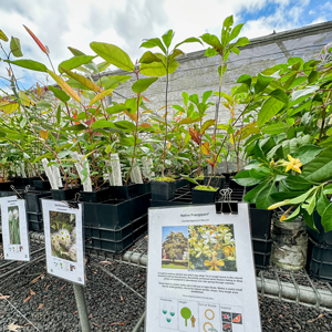 Native Plant Giveaways