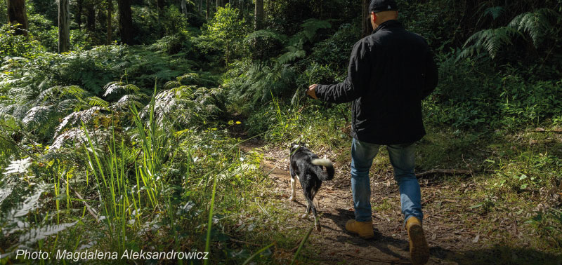 man walking dog in bushland